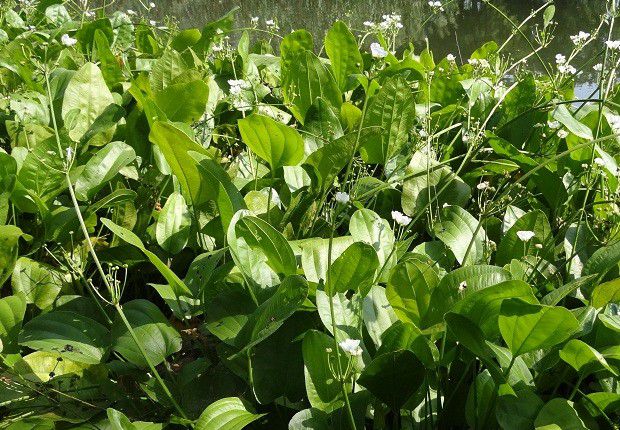 怎么样的环境适宜种植泽泻?