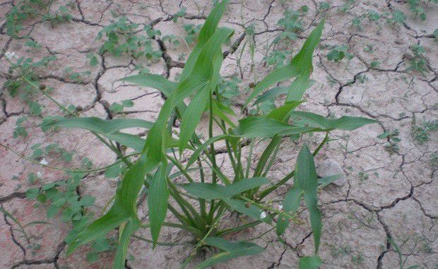 怎么样的环境适宜种植泽泻?