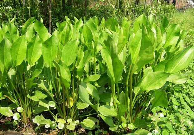 怎么样的环境适宜种植泽泻?