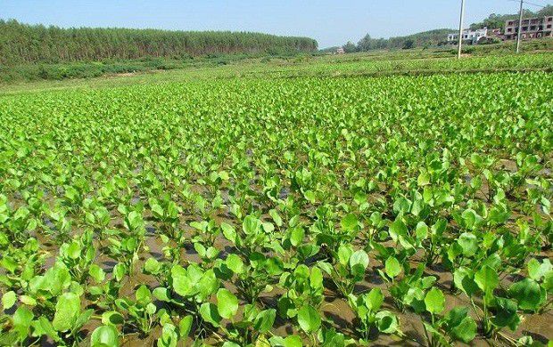 怎么样的环境适宜种植泽泻?