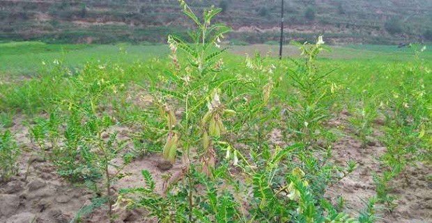 黄芪如何播种？