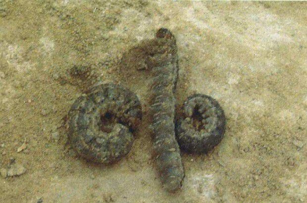 种植当归如何防治地老虎?