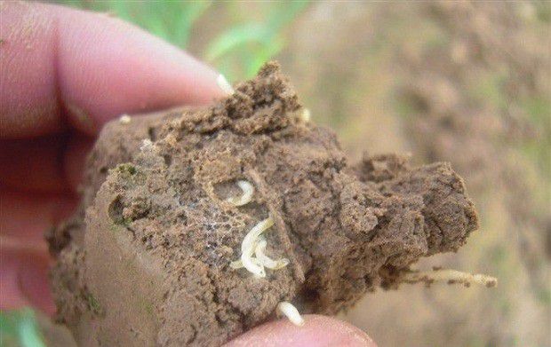 种植当归如何防治地蛆?