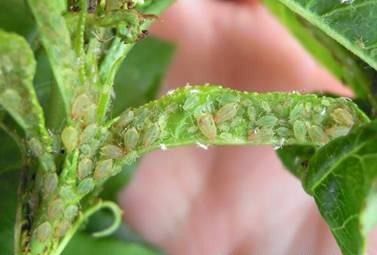 种植当归如何防治桃粉蚜?