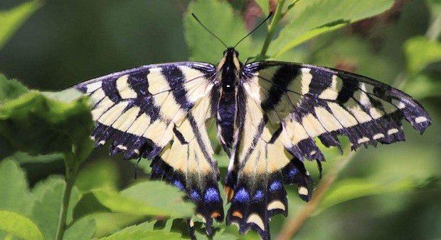 种植当归如何防治黄凤蝶?