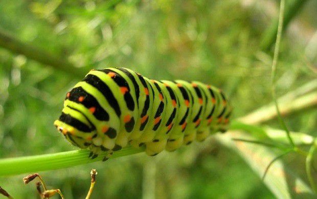 种植当归如何防治黄凤蝶?
