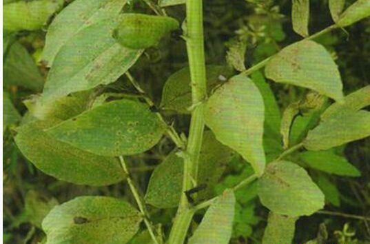 当归锈病如何防治?