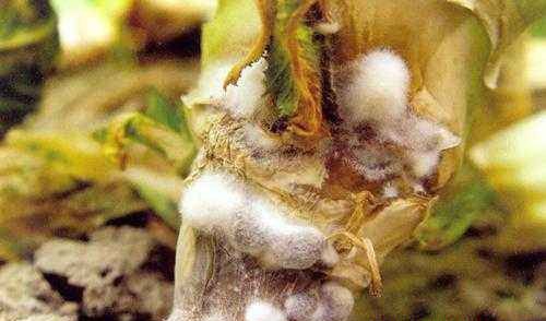 当归菌核病如何防治?