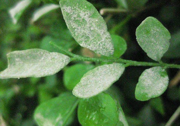 当归白粉病如何防治?