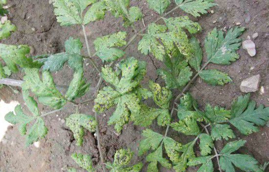 当归褐斑病如何防治?