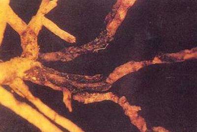 当归根腐病如何防治?