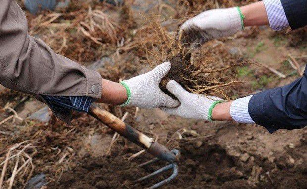 种植当归什么时候可以收获?