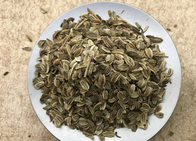 种植当归如何留种?