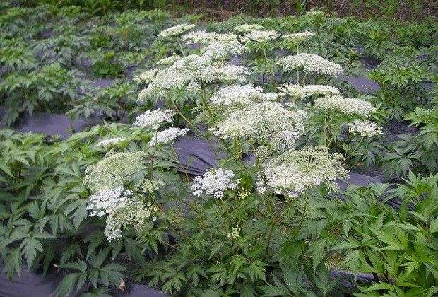 种植当归为什么要拔薹?