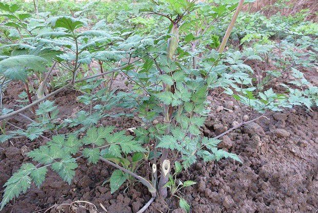 种植当归如何追肥?