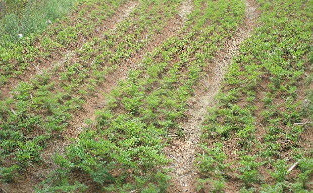 种植当归什么时候要中耕除草?