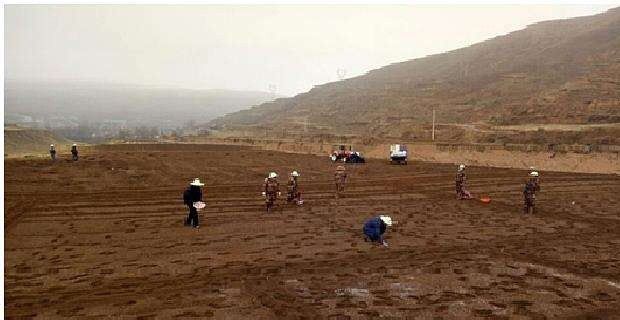 当归什么时候间苗、定苗与补苗?