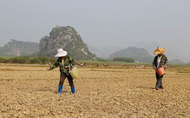 当归定植地要如何平整?