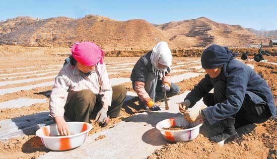 当归怎么样直播?