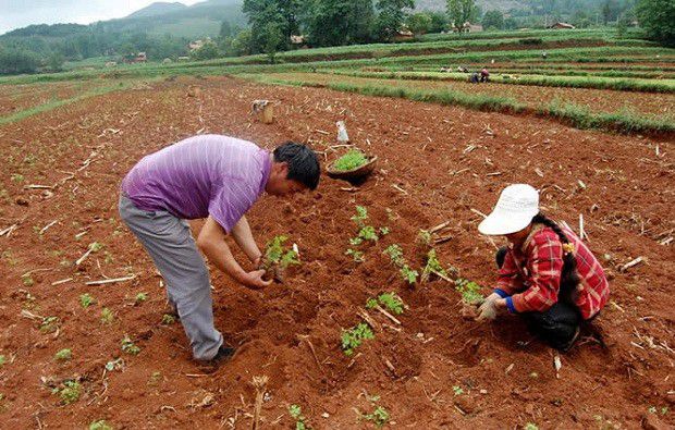 当归苗如何移栽?