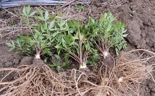 当归苗如何移栽?