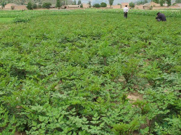 当归种植条件是怎么样？