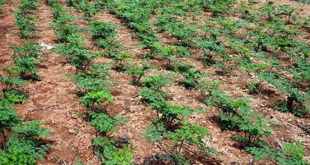 当归生长过程是怎么样?