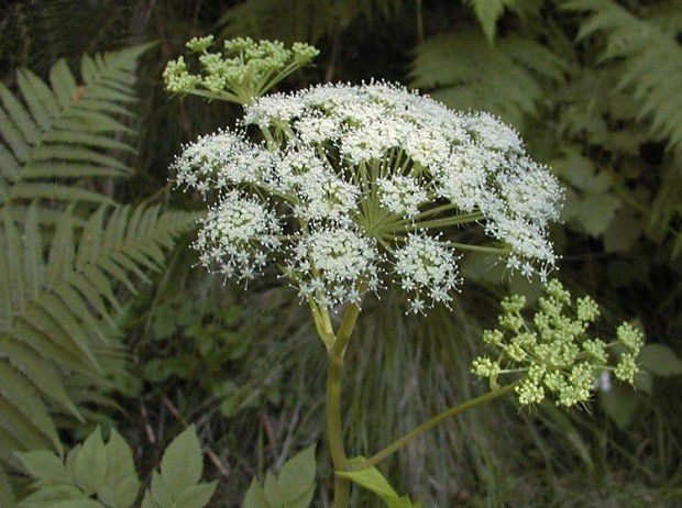 当归生长过程是怎么样?