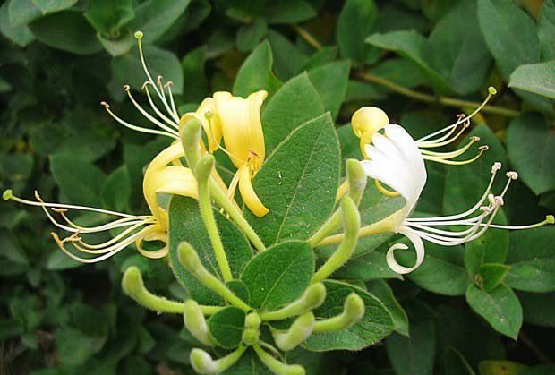 金银花储藏方法