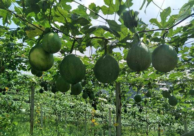 种20亩瓜蒌要投资多少钱?