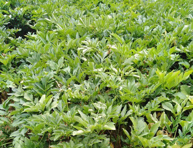 种植白芷主要的田间管理工作有哪些？