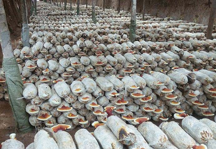 袋式栽培灵芝有哪些出芝方法？如何操作？