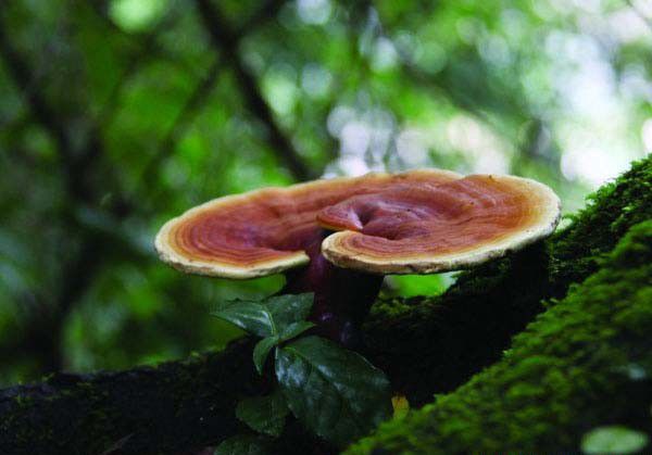 灵芝的功效与作用是什么？