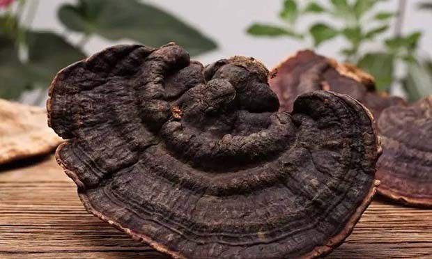 灵芝的卓越功效