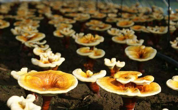 灵芝菌种扩制技术:栽培种扩制介绍