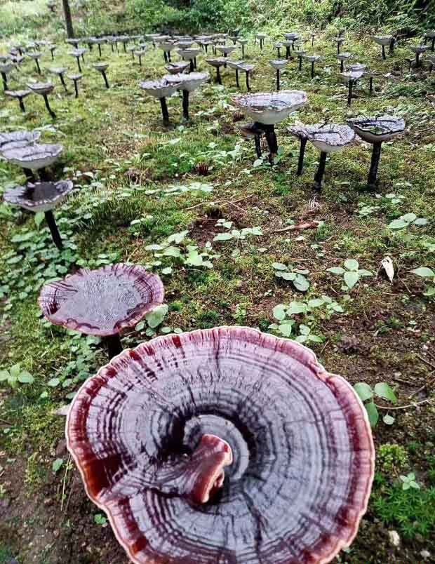 灵芝菌种分离:组织分离法介绍