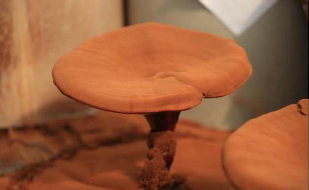 灵芝菌种分离:孢子分离法介绍