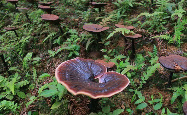 灵芝子实体长怎么样?灵芝子实体有哪些特点?