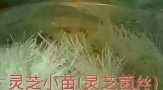 灵芝菌丝体长怎么样？灵芝菌丝分为几种？