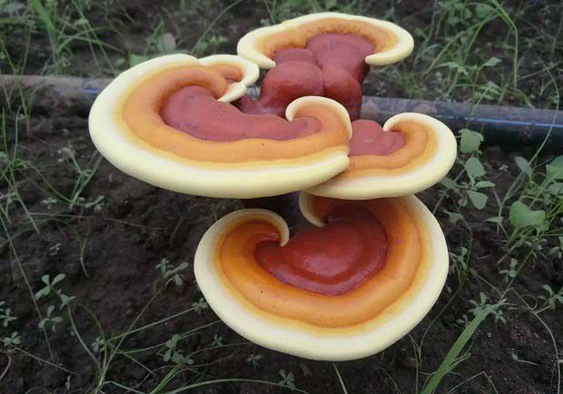 灵芝能治冠心病吗？