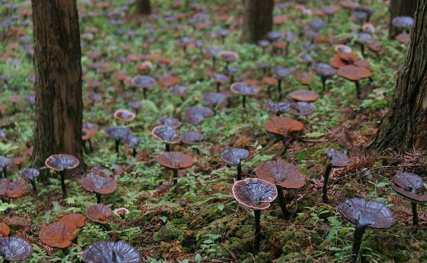 灵芝生长对空气条件有什么要求？