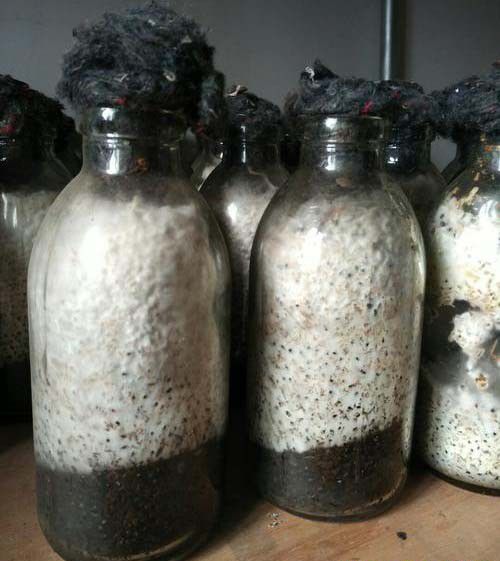 灵芝原种、栽培种培养基装瓶时需要注意什么?