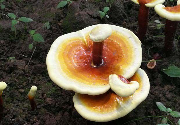 什么是组织分离法?