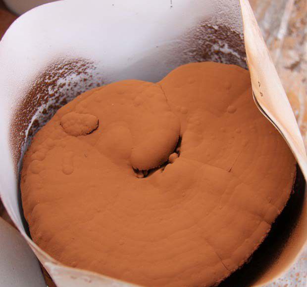 如何用组织分离法制备灵芝母种?