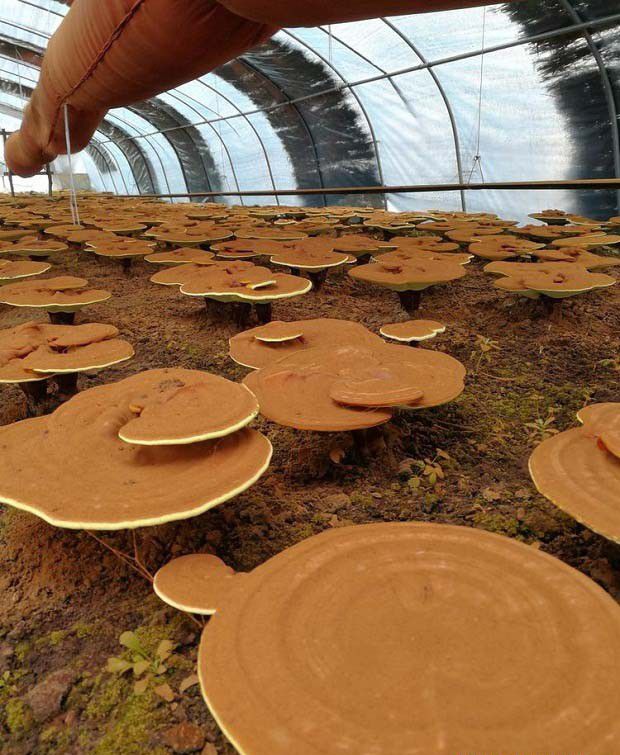 什么是孢子分离法?