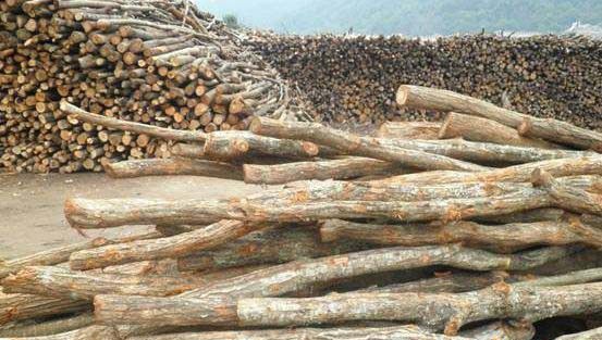 用长段木栽培灵芝需要注意什么?