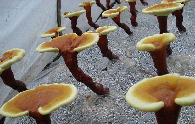 灵芝代料栽培什么时候种？什么时候采收？