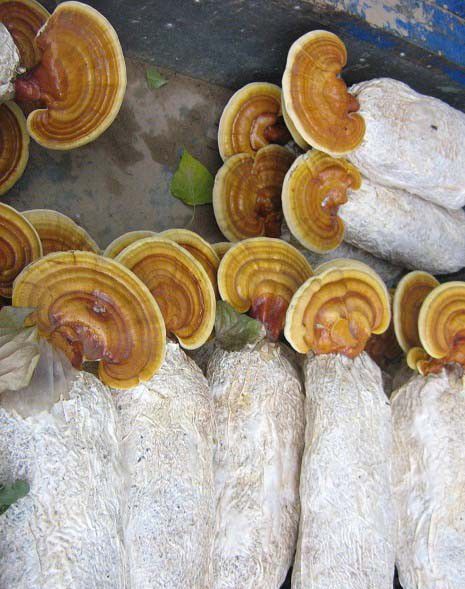 灵芝瓶栽需要注意什么？