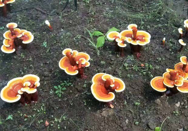 什么是灵芝覆土栽培技术?灵芝覆土栽培有什么好处?