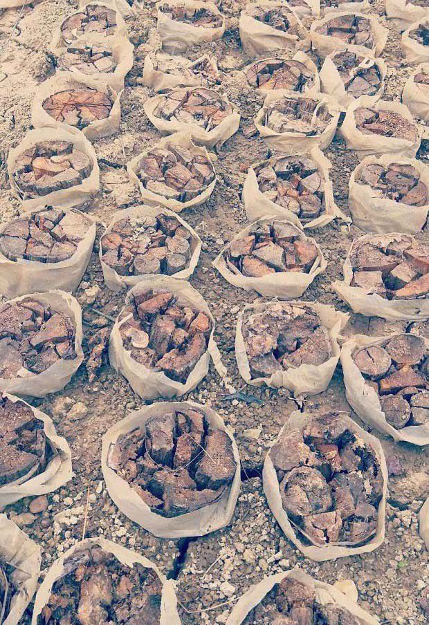 怎样进行灵芝菌丝压块覆土栽培？